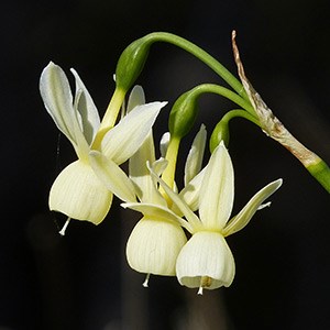 Angel's Tears - Narcissus triandrus © John Muddeman